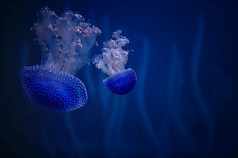 подводная фотосъемка двух голубых медуз, Blue Jellyfish, подводная фотосъемка, колокол, медуза, Phyllorhiza punctata, зонт, животные, аквариум, Ростокский зоопарк, австралийская пятнистая медуза, Canon, медуза, подводная, животное, плавание Животное, море, щупальце, синий,природа, аквариум, ящерица, ядовитая, живая природа, HD обои HD wallpaper