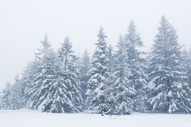 зима, сняг, дървета, пейзаж, дърво, красива, ела, HD тапет