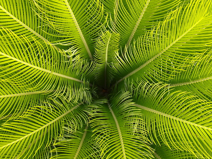 foto de primer plano de hojas de planta de palma verde, verde, verde, naturaleza, hoja, árbol, planta, verano, color verde, fondos, frescura, primer plano, clima tropical, crecimiento, Fondo de pantalla HD