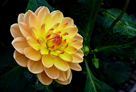 bunga kuning dan merah, dahlia, dahlia, Dahlia, kuning, bunga, Lumix FZ1000, foto, alam, tanaman, daun bunga, Kepala bunga, close-up, keindahan Di Alam, Wallpaper HD HD wallpaper