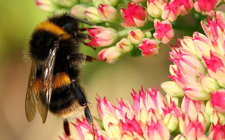 Bees 6, blue and black bumble bee, Animals, Bees, wallpapers, HD wallpaper