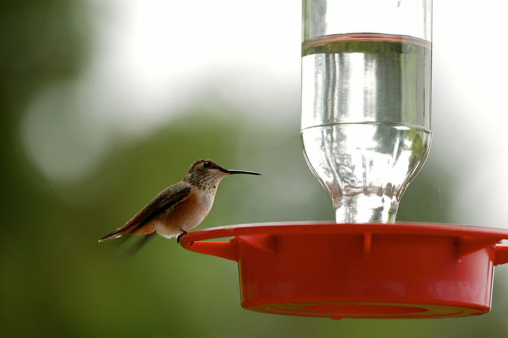 foto de primer plano de colibrí agua potable durante el día, colibrí, colibrí, colibrí, primer plano, foto, colibrí, agua potable, diurno, colibrí, pájaro, animal, naturaleza, vida silvestre, pico, revoloteando, Fondo de pantalla HD