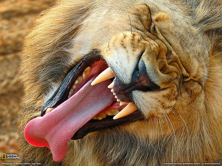 roar lion, National Geographic, lion, tongues, animals, HD wallpaper