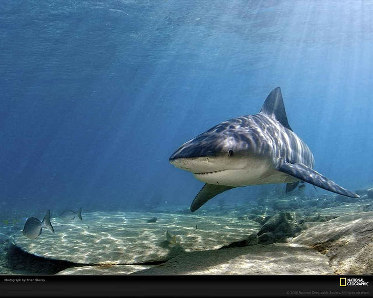 акула, National Geographic, HD обои