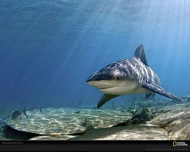 サメ、ナショナルジオグラフィック、 HDデスクトップの壁紙 HD wallpaper