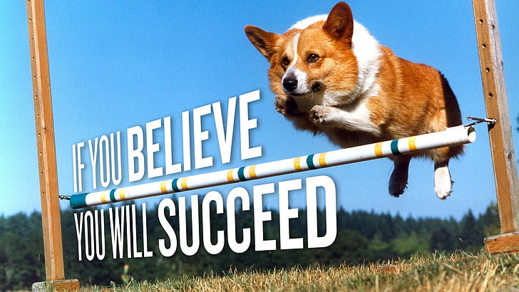 adult Pembroke Welsch corgi, Corgi, Pembroke Welsh Corgis, dog, jumping, motivational, animals, typography, HD wallpaper