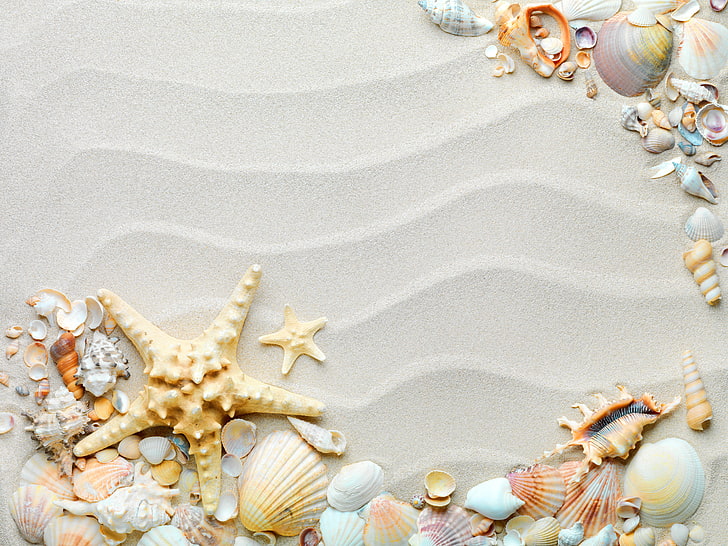 Seashell lot, sand, beach, shell, starfish, seashells, HD wallpaper |  Wallpaperbetter