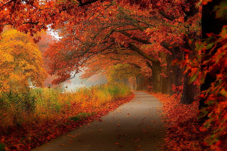 клен, красные лиственные деревья возле асфальтированной дороги, осень, деревья, HD обои