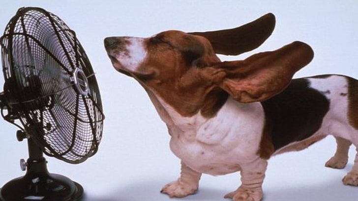 drôle, chien, chaleur, toutou, mignon, basset hound, ventilateur, Fond d'écran HD