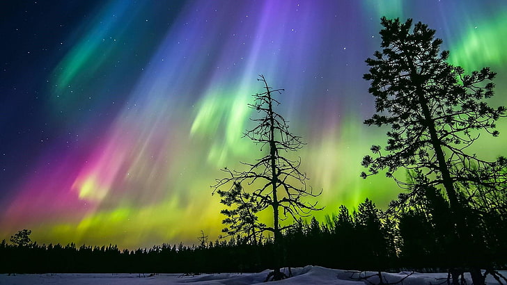 coloridos, inverno, silhueta, noite estrelada, luzes noturnas, céu noturno, filial, paisagem, finlândia, aurora boreal, fenômeno, atmosfera da terra, árvore, atmosfera, céu, natureza, HD papel de parede