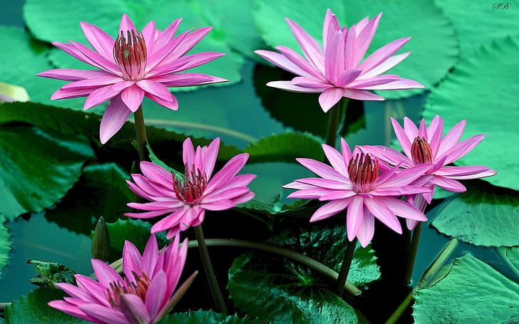 Pink water lily flowers, beautiful, petals, leaves, water, Pink, Water, Lily, Flowers, Beautiful, Petals, Leaves, HD wallpaper