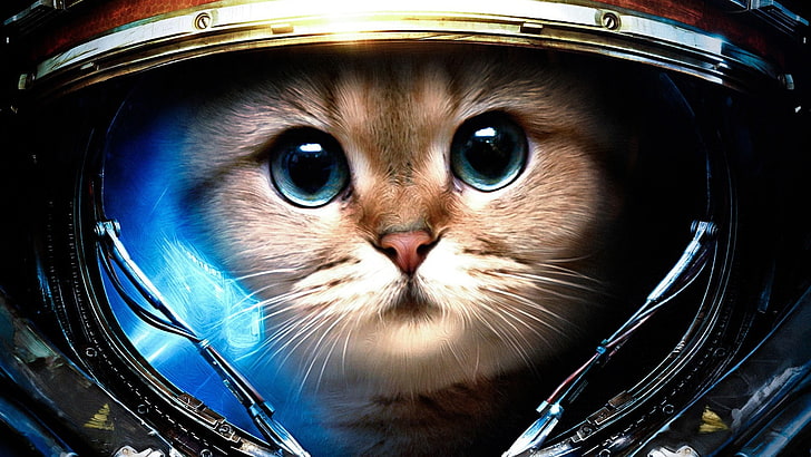 астронавт кошка цифровые обои, Starcraft II, StarCraft, Джеймс Рейнор, кошка, космонавт, космос, юмор, HD обои
