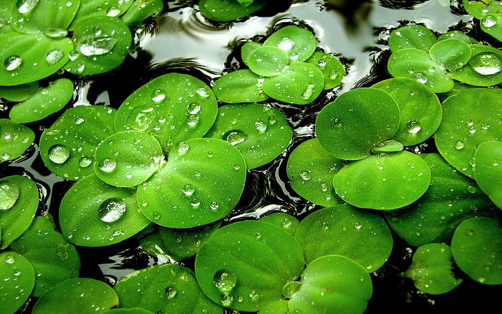 zielone liście lotosu, trawa, liście, wilgoć, woda, kropelki, Tapety HD