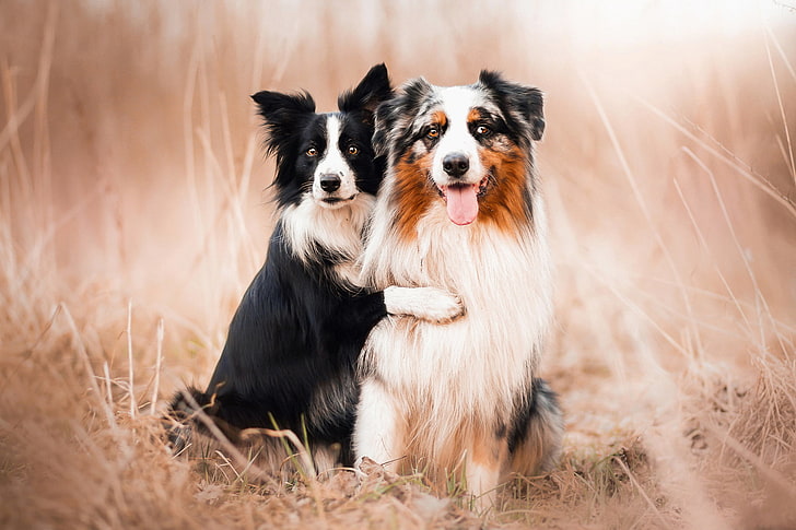 Hunde, Freunde, australischer Schäferhund, HD-Hintergrundbild