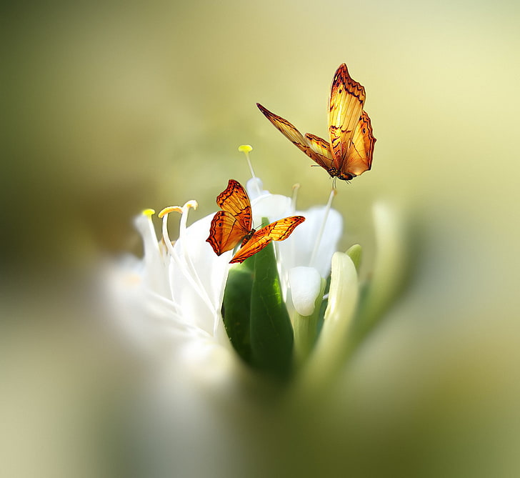 Blume, Schmetterling, Farbe, Styling, Josep Sumalla, HD-Hintergrundbild