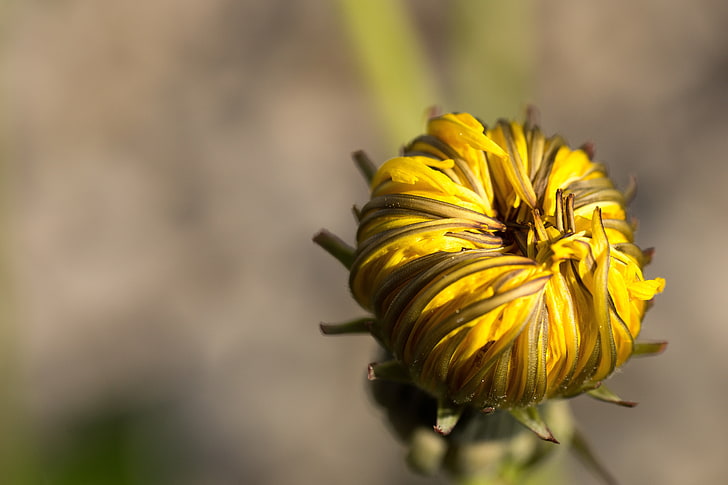 yellow mums flower bud\, dandelion, flower, bud, close-up, HD wallpaper