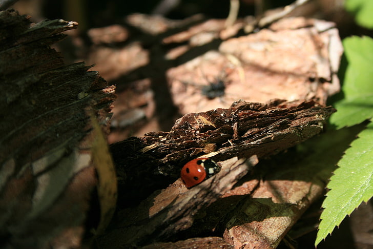 insect, nature, ladybugs, HD wallpaper