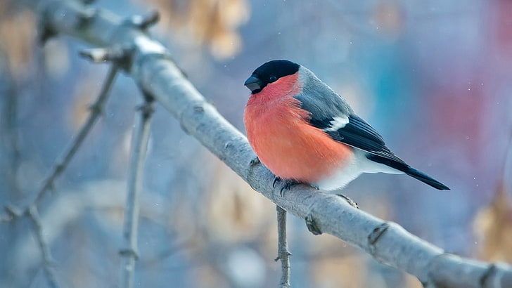 червена и черна птица, пейзаж, природа, птици, животни, снегир, HD тапет