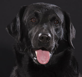 preto Labrador Retriever closeup fotografia, Cooper preto, Labrador Retriever, Labrador preto, cão Labrador, cão, animais de estimação, animal, bonito, preto Cor, cão de raça pura, olhando, canino, HD papel de parede HD wallpaper