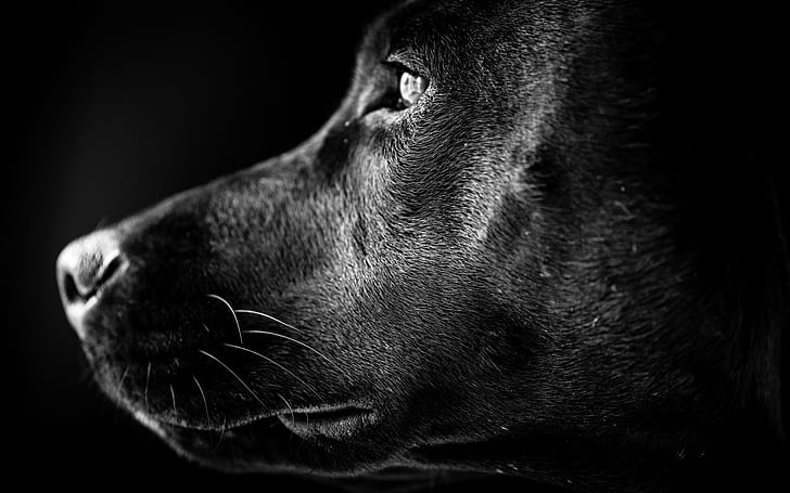 Czarny labrador profil, labrador, profil psa, Tapety HD