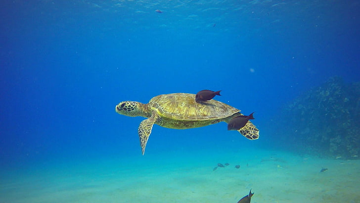 Schildkröte, Meeresschildkröte, grüne Meeresschildkröte, Oahu, Hawaii, elektrischer Strand, Ozean, Unterwasser, Kahe Point Beach, Vereinigte Staaten, HD-Hintergrundbild
