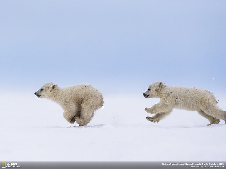 polar bear-National Geographic Wallpaper, two white polar bear cubs, HD wallpaper
