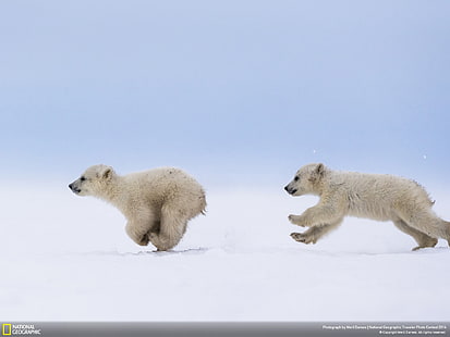 Sfondo di National Geographic dell'orso polare, due cuccioli di orso polare bianchi, Sfondo HD HD wallpaper