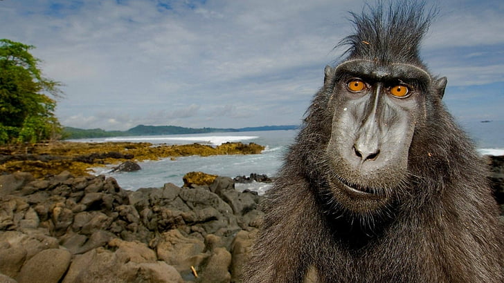 Animal, macaco preto com crista, HD papel de parede