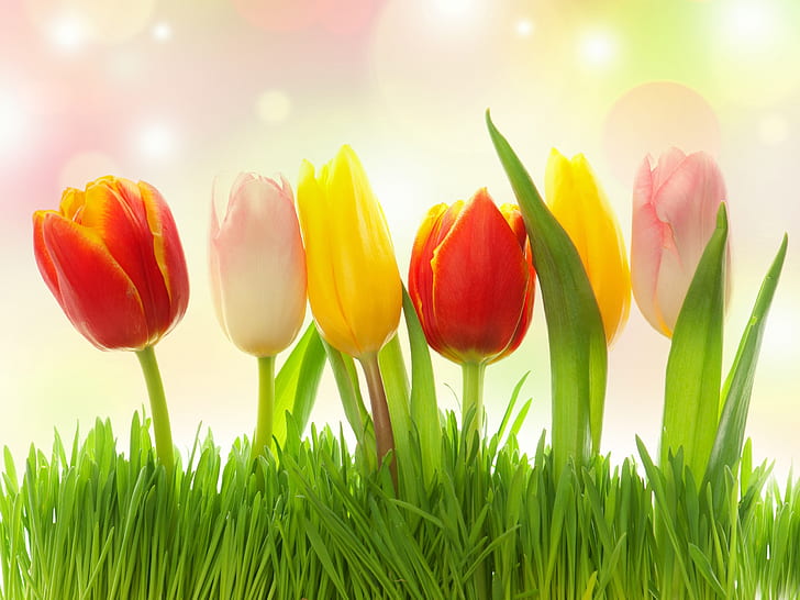 Different colors flowers, grass, tulips, pink, yellow, red, Different, Colors, Flowers, Grass, Tulips, Pink, Yellow, Red, HD wallpaper
