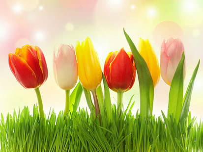 Different colors flowers, grass, tulips, pink, yellow, red, Different, Colors, Flowers, Grass, Tulips, Pink, Yellow, Red, HD wallpaper HD wallpaper