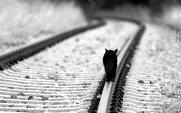 grayscale photography of cat on rail road, untitled, railway, cat, black cats, monochrome, animals, walking, white, HD wallpaper