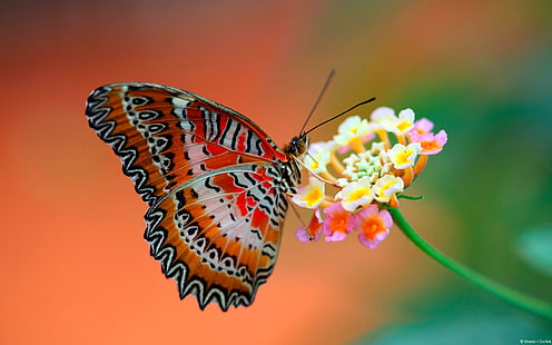 Mariposa en flor, mariposa roja, marrón y negra, flor, mariposa, animales y pájaros, Fondo de pantalla HD HD wallpaper