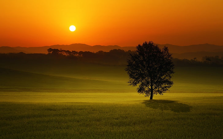 дерево в траве поля во время золотого часа, пейзаж, закат, деревья, поле, холмы, HD обои