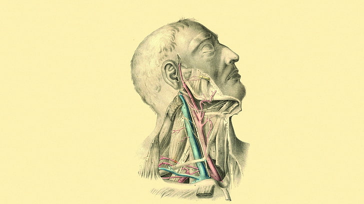 man's head illustration, anatomy, veins, arteries, muscles, HD wallpaper