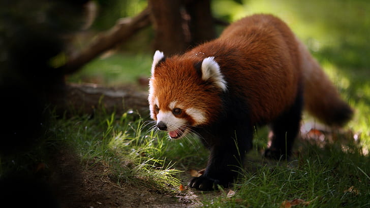 Red Panda HD, autumn, calling, grass, himalaya, panda, red panda, whiskers, HD wallpaper
