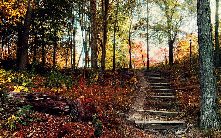 Steps Deep Forest, Trees, Forest, deep, Autumn, Steps, HD wallpaper