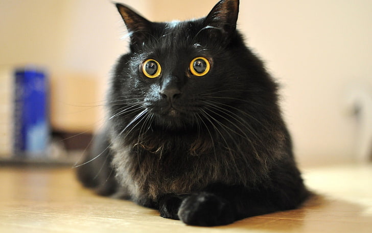 bombay kucing, kucing, kucing hitam, binatang, Wallpaper HD