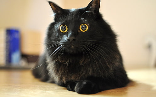 бомбейский кот, кот, черные кошки, животные, HD обои HD wallpaper