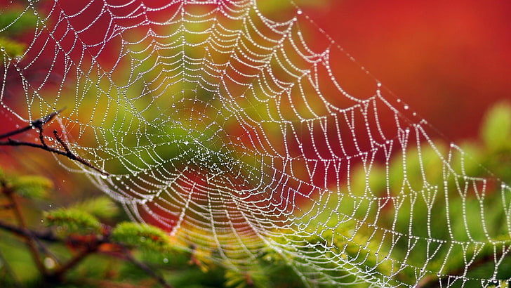 biała pajęczyna, pajęczyna z rosą wodną w fotografii zbliżeniowej, pajęczyny, krople wody, zbliżenie, szczegółowe, gałąź, liście, głębia ostrości, kolorowe, makro, Tapety HD