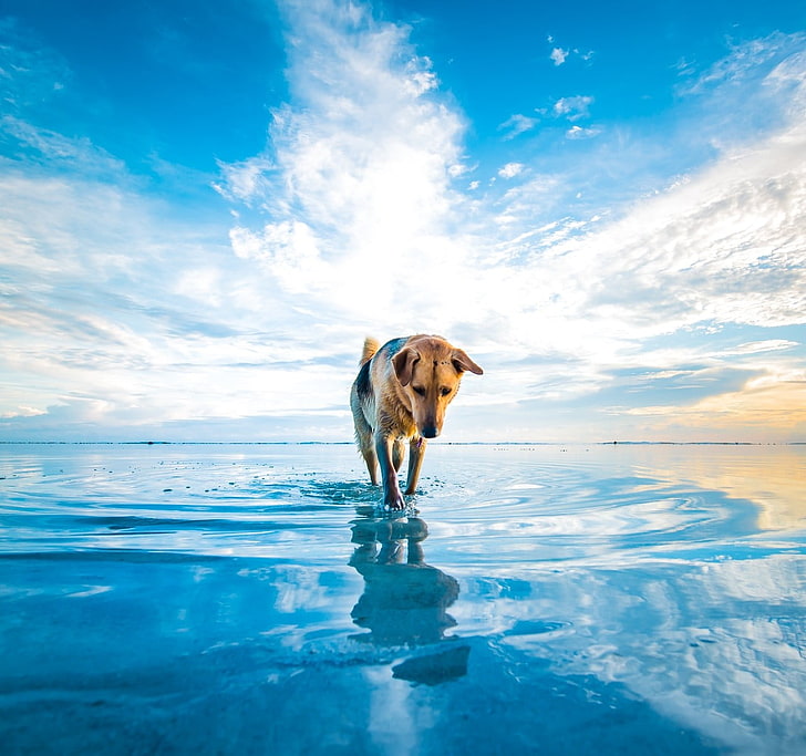 adult brown and black German shepherd walking on water close-up photography, dog, beach, clouds, sea, animals, mascot, water, blue, white, nature, HD wallpaper