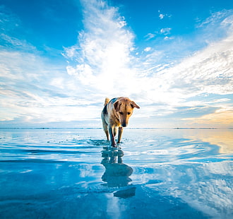 dorosły brązowy i czarny owczarek niemiecki chodzenie po wodzie fotografia z bliska, pies, plaża, chmury, morze, zwierzęta, maskotka, woda, niebieski, biały, natura, Tapety HD HD wallpaper