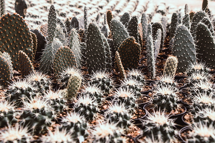 kaktus, szklarnia, Tapety HD