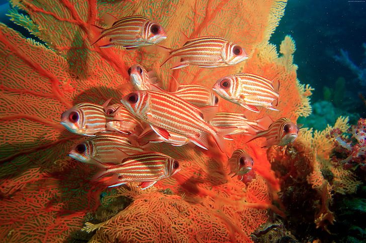 underwater, Coral hind, corals, HD wallpaper