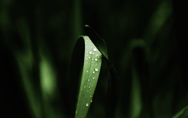 green leafed plant and water dew, green grass closeup photo, grass, water drops, macro, depth of field, closeup, nature, plants, HD wallpaper