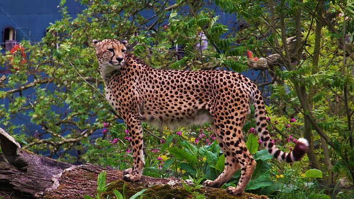 zwierzęta, gepardy, duże koty, Tapety HD