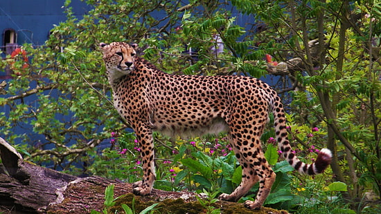 binatang, cheetah, kucing besar, Wallpaper HD HD wallpaper