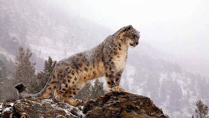 gato grande, guepardo, felino, piel, leopardo de las nieves, leopardo, hiena, canino, mamífero, animal, fauna, salvaje, gato, Fondo de pantalla HD