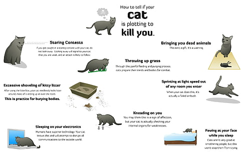 kediler mizah kılavuzları komik bobcats infographics 1900x1200 hayvanlar kediler HD sanat, kediler, mizah, HD masaüstü duvar kağıdı HD wallpaper