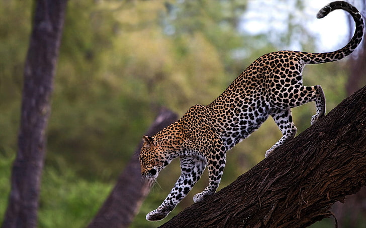 leopardo marrón, leopardo, caminar, cola, gato grande, depredador, Fondo de pantalla HD