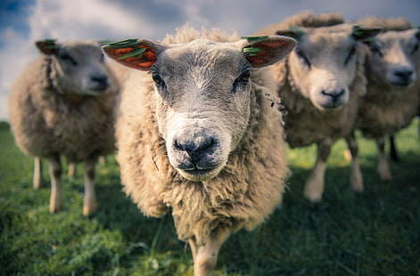 Животное, Овца, HD обои HD wallpaper